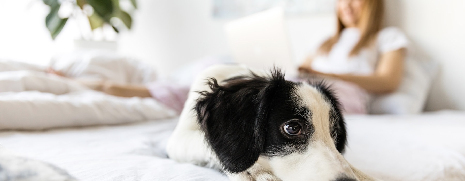 a person and a dog lying on a bed